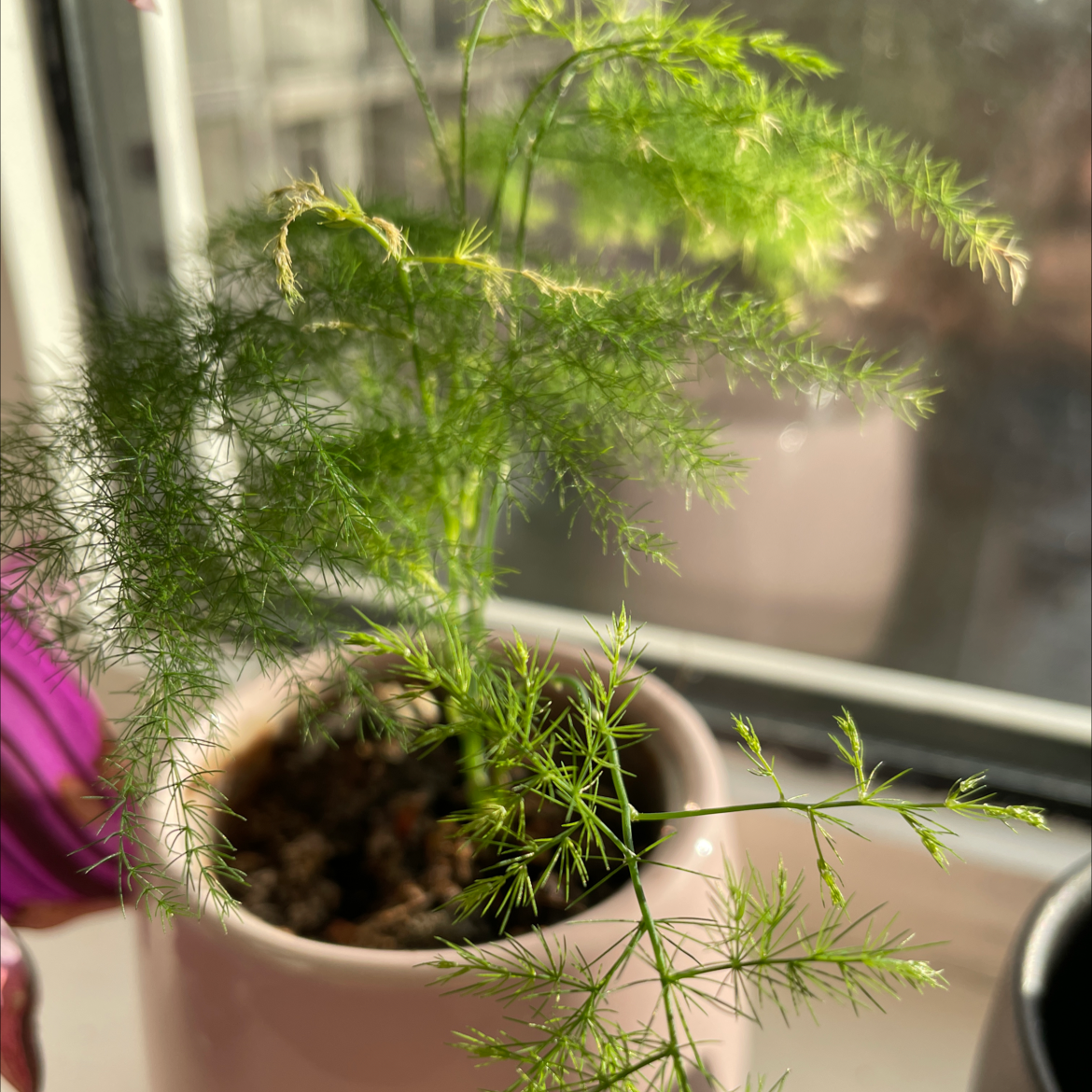 Healthy asparagus fern with lush green foliage in a pot on a windowsill, no signs of disease or damage.