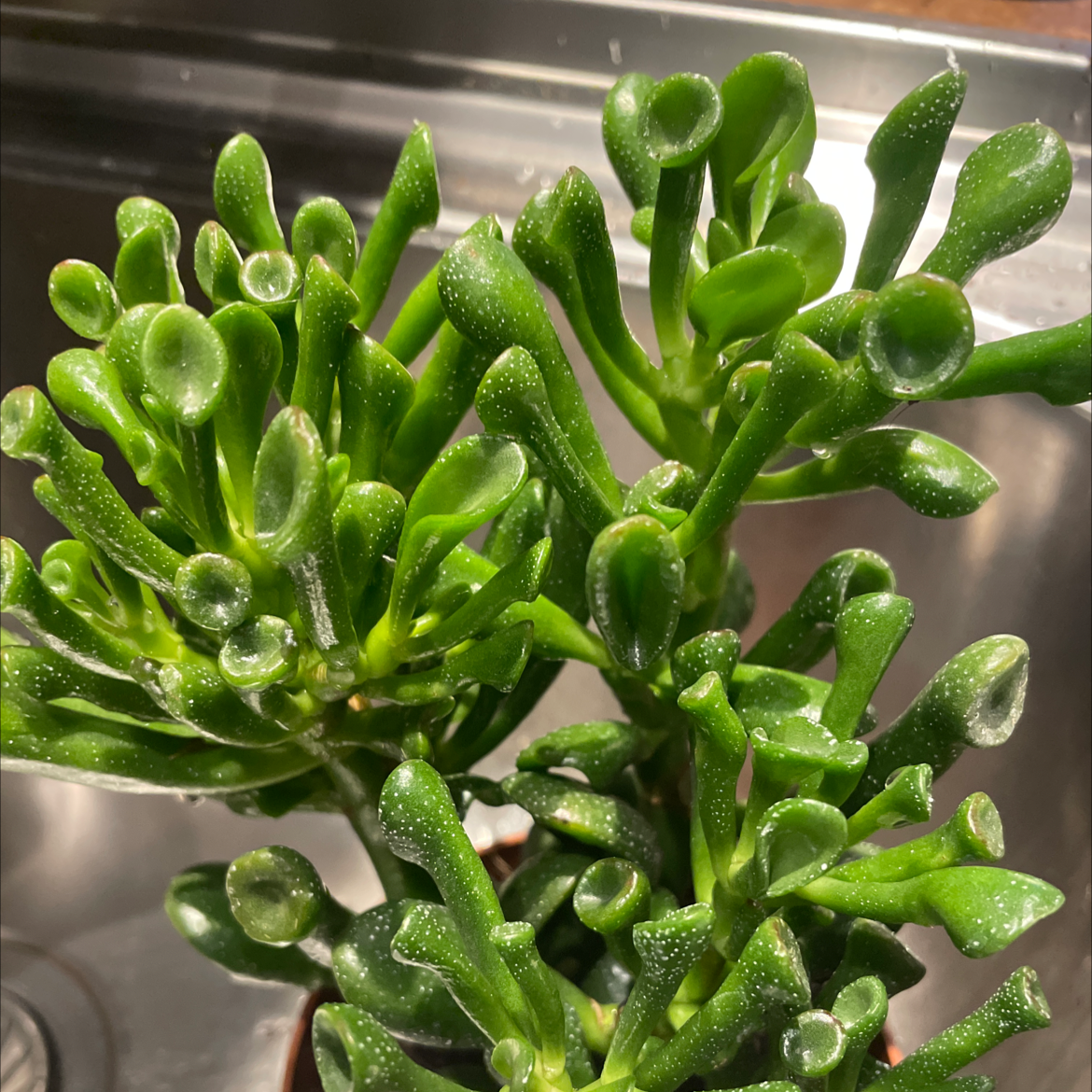 Photo of the plant species Trumpet by @Verena named Trumpy on Greg, the plant care app