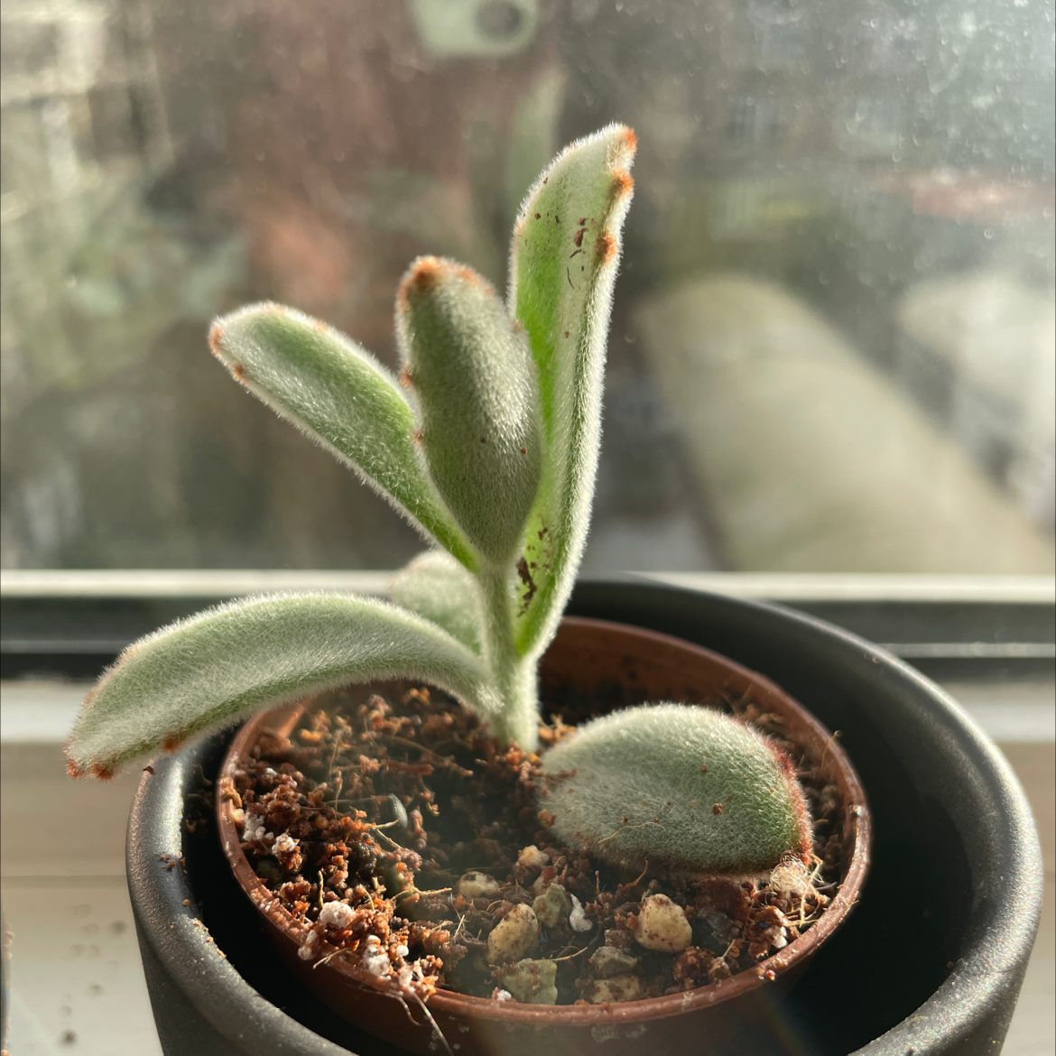 Panda Plant (Kalanchoe tomentosa) in a small pot with fuzzy green leaves and some browning on the edges.