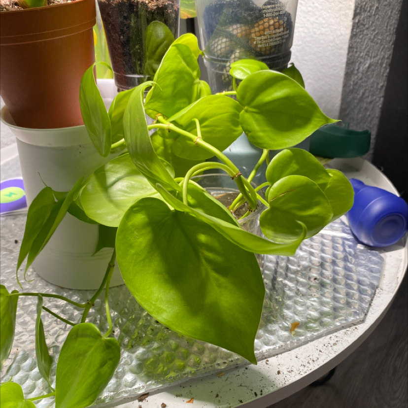 Philodendron cordatum plant with vibrant green leaves, well-framed and healthy.