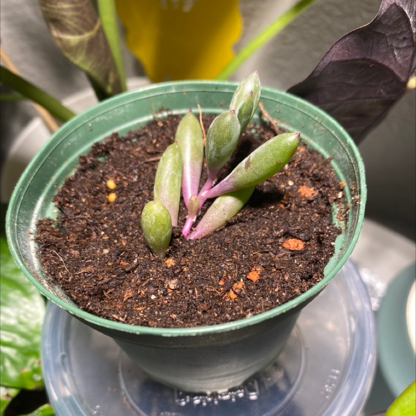 Small ruby necklace plant in a green pot with healthy soil.