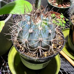 Melocactus azureus plant
