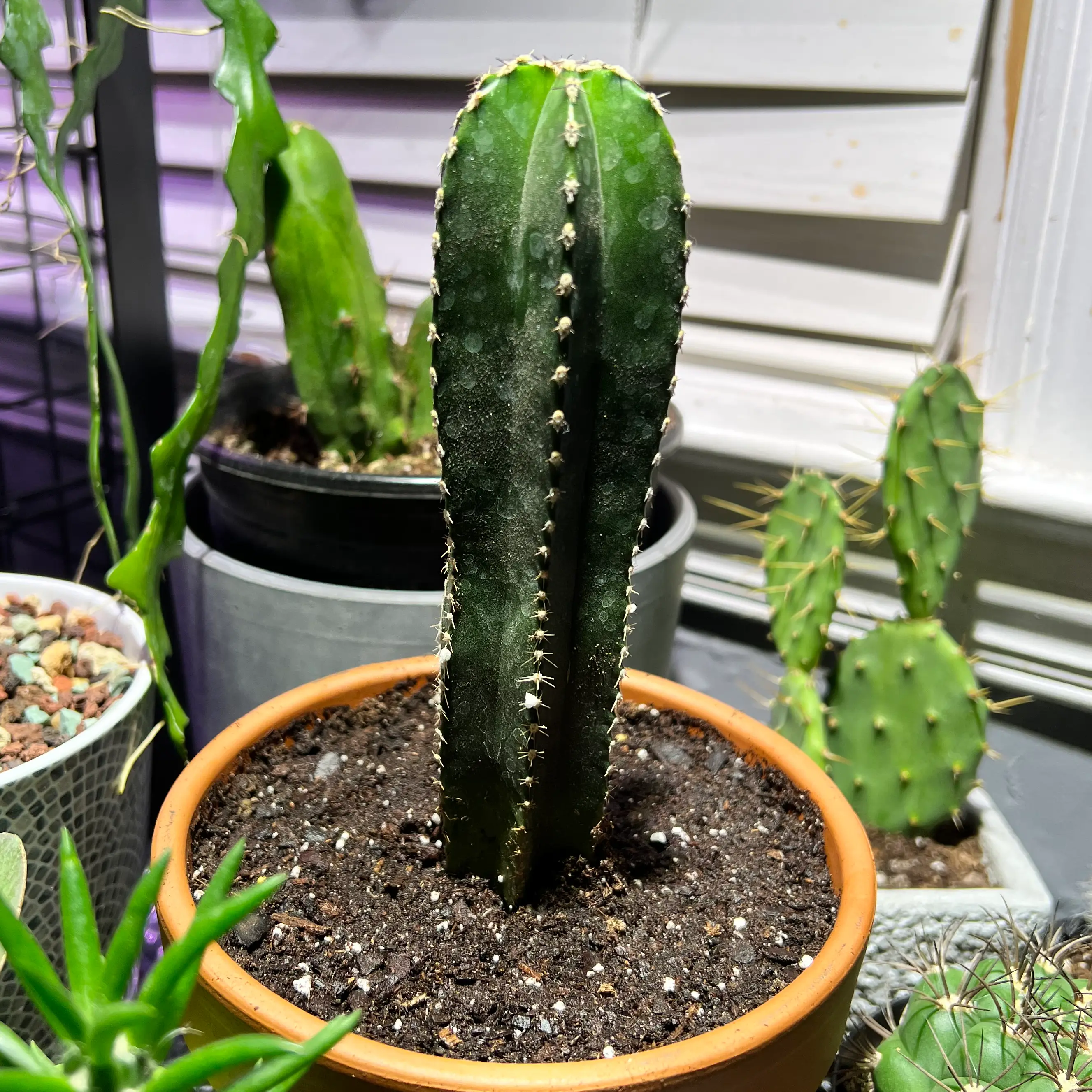 Mexican Fence Post Cactus in a pot with visible soil, surrounded by other plants.