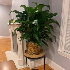 Peace Lily plant photo by @ChipperShamrock named Regina on Greg, the plant care app.