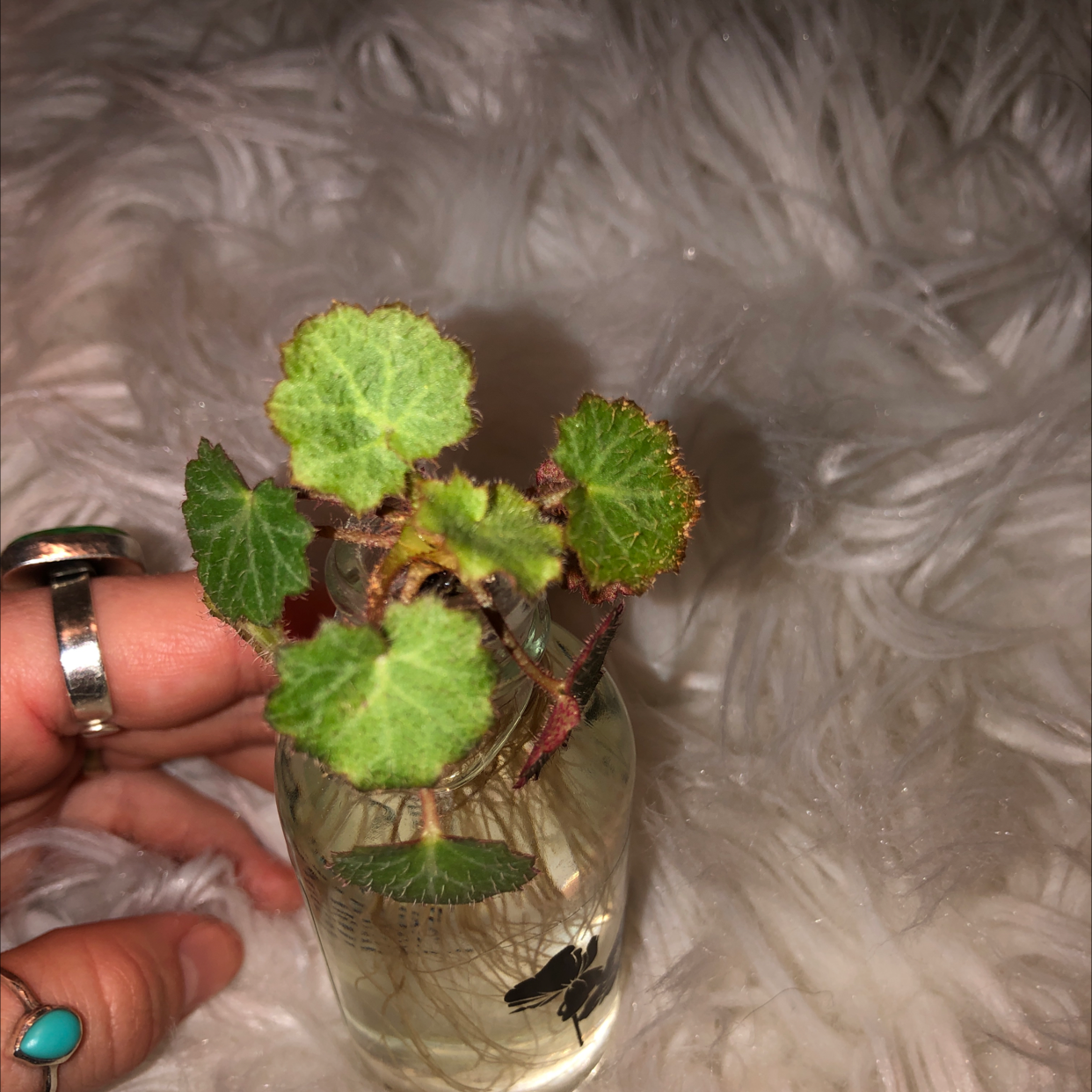 Strawberry Begonia plant photo by @madisonfaithh named darwin on Greg, the plant care app.