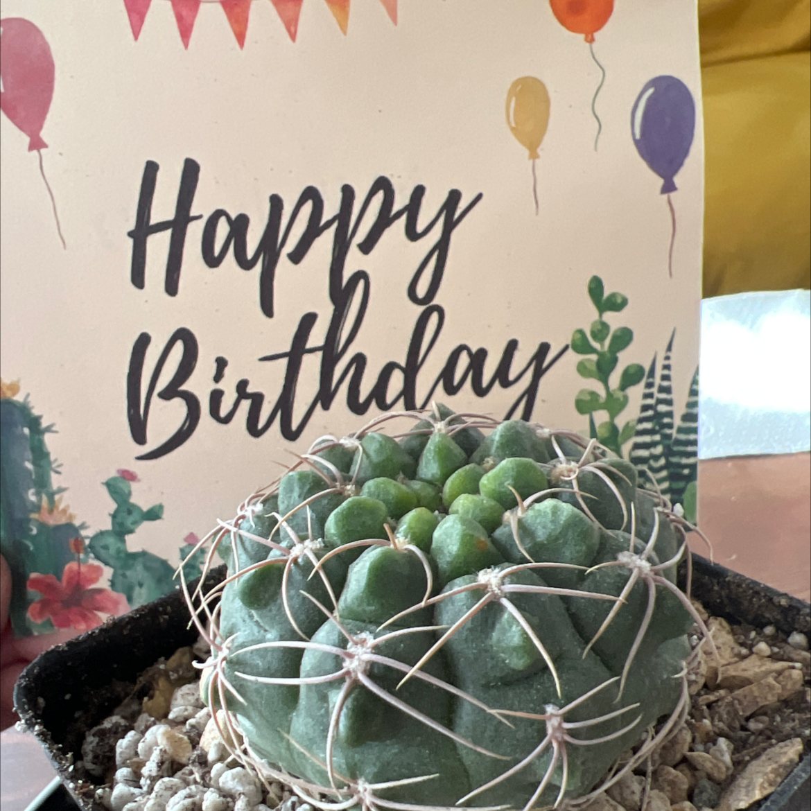 Photo of the plant species Gymnocalycium ritterianum by @katemac named Walter IRL on Greg, the plant care app