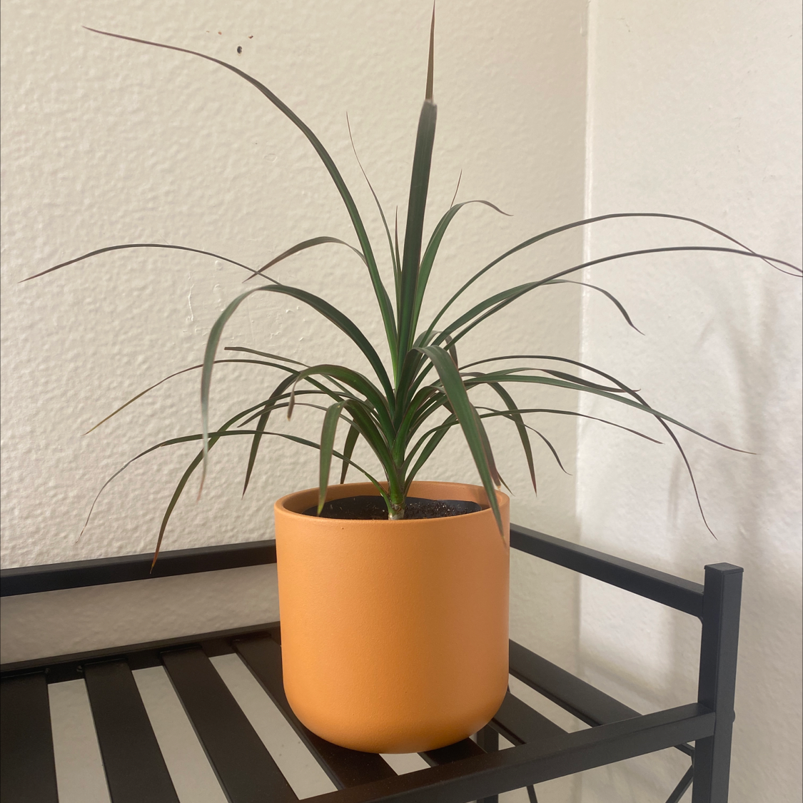 Dragon Tree plant photo by @mal named Darwin on Greg, the plant care app.