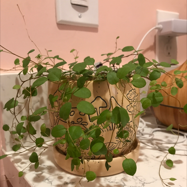 Sprawling Wirevine plant in a decorative pot with green leaves, no visible soil.