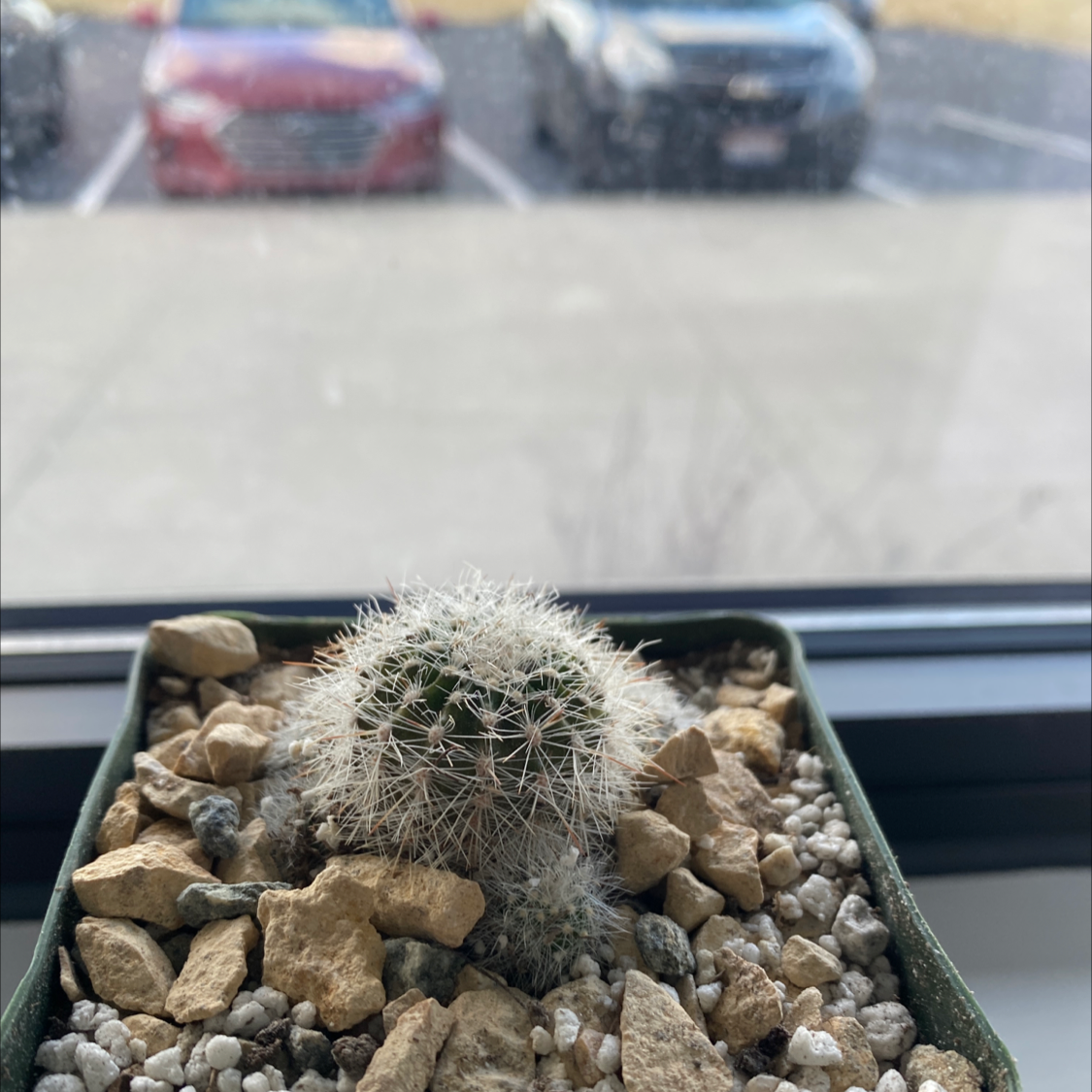 Photo of the plant species Echinocereus laui by @Yimmy named Richard Swift on Greg, the plant care app