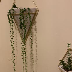 Senecio String of Pearls plant