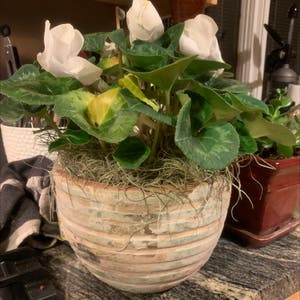 Persian Cyclamen plant photo by @Ilikeplantz named Garage plant table Madonna on Greg, the plant care app.