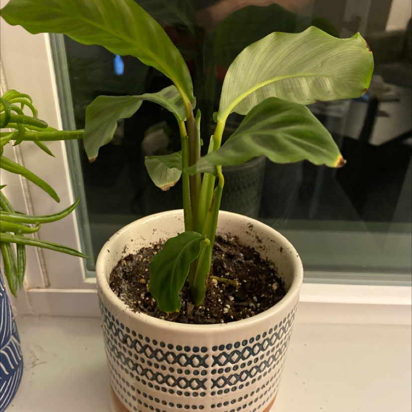 Potted Zebra Calathea plant on a windowsill with slight browning on leaf edges.