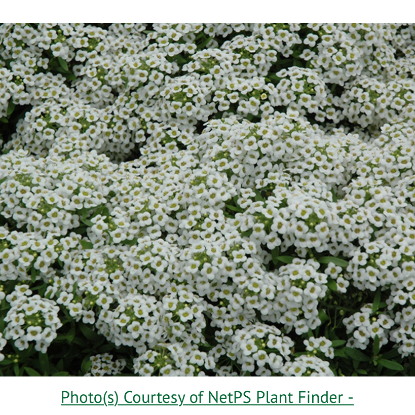 Closeup view of abundant tiny white sweet alyssum flowers densely clustered over green foliage, appearing healthy and thriving.