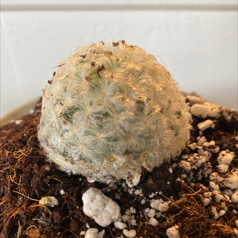 Feather Cactus (Mammillaria plumosa) with white, feathery spines in soil with visible perlite.
