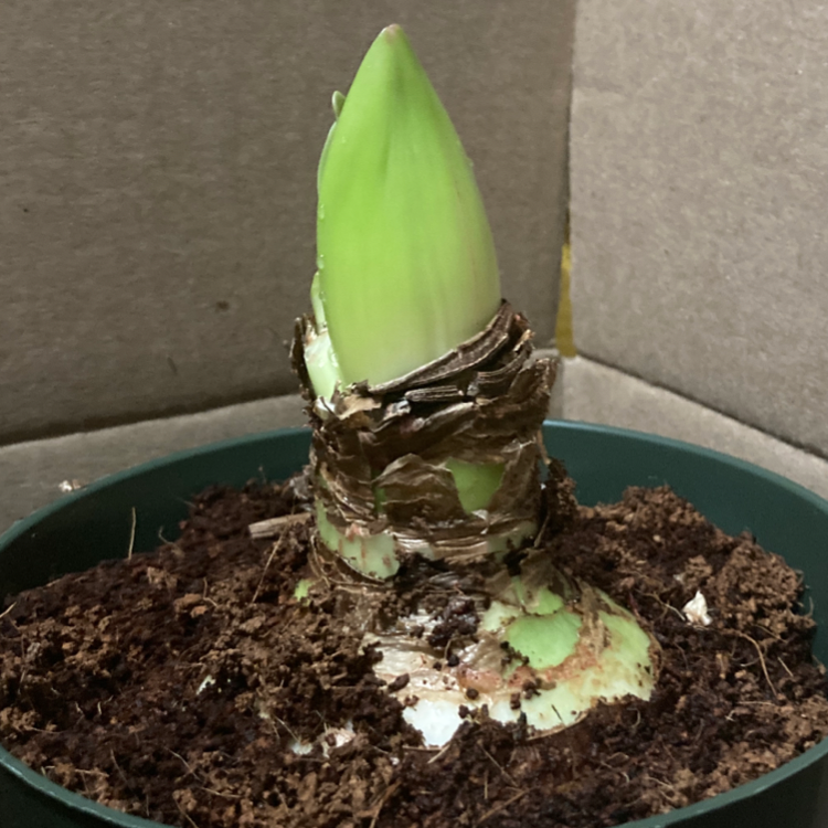 Young Barbosa Lily plant in a pot with visible soil, early growth stage.