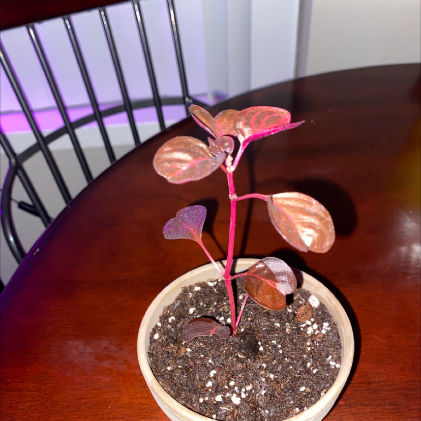 Close-up of a young, healthy Herbst's Bloodleaf plant with vibrant red and pink metallic leaves growing in a white pot.