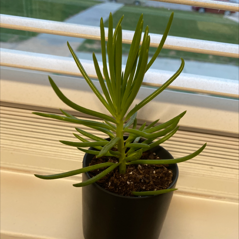 Healthy Succulent Bush Senecio in a black pot on a windowsill.