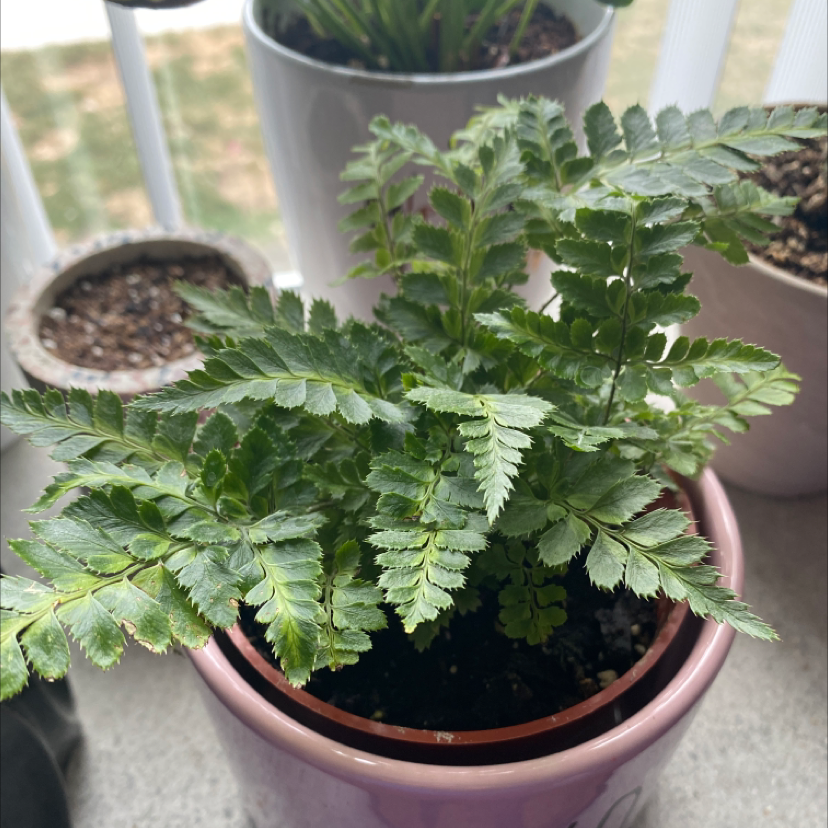 Leatherleaf Fern in a pink pot with visible soil, healthy green leaves, well-framed and in focus.