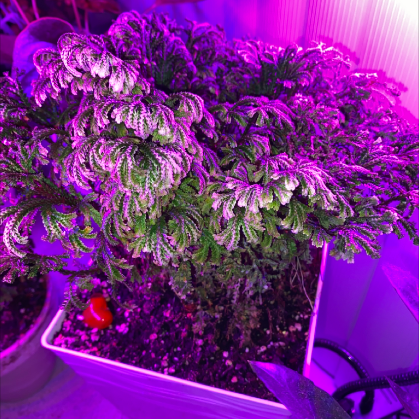 Lush, healthy club moss plant with intricate green foliage under bright purple grow lights, filling the frame.