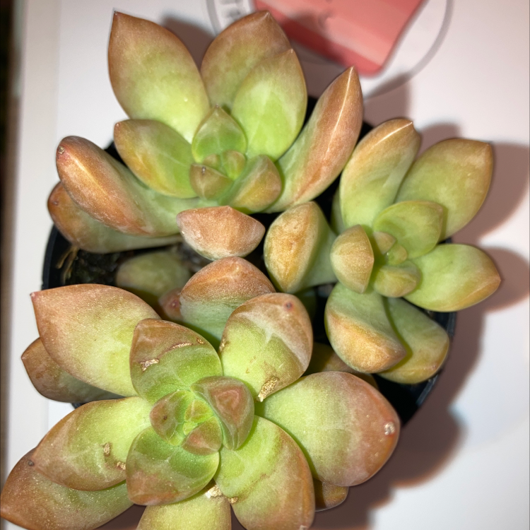 Graptosedum 'Copper Glow' succulent with green to coppery-brown leaves in a small pot.