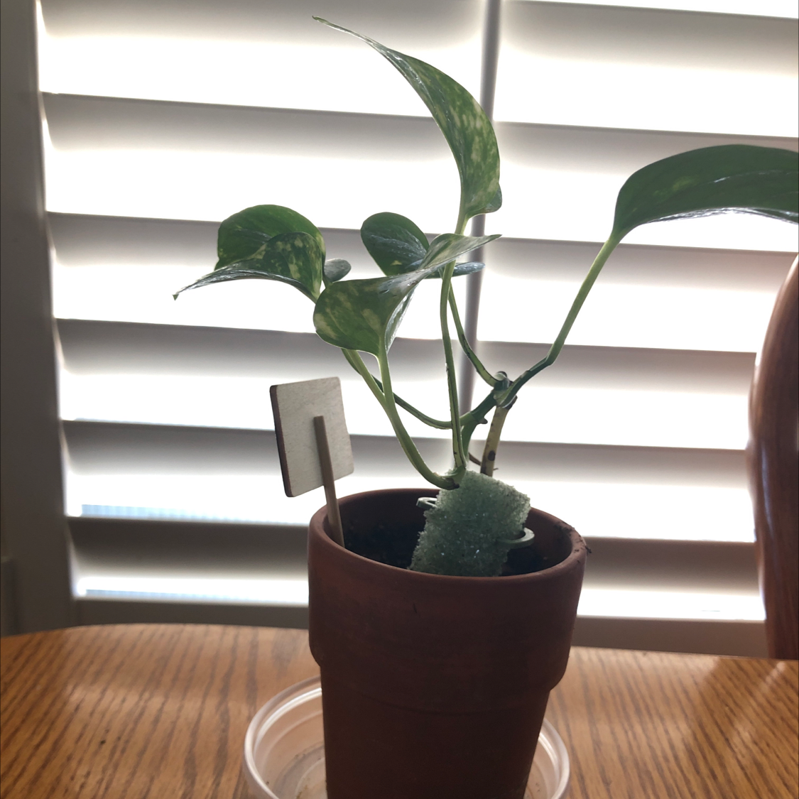 Taro Vine plant photo by @SirPeanut named Little Corey on Greg, the plant care app.