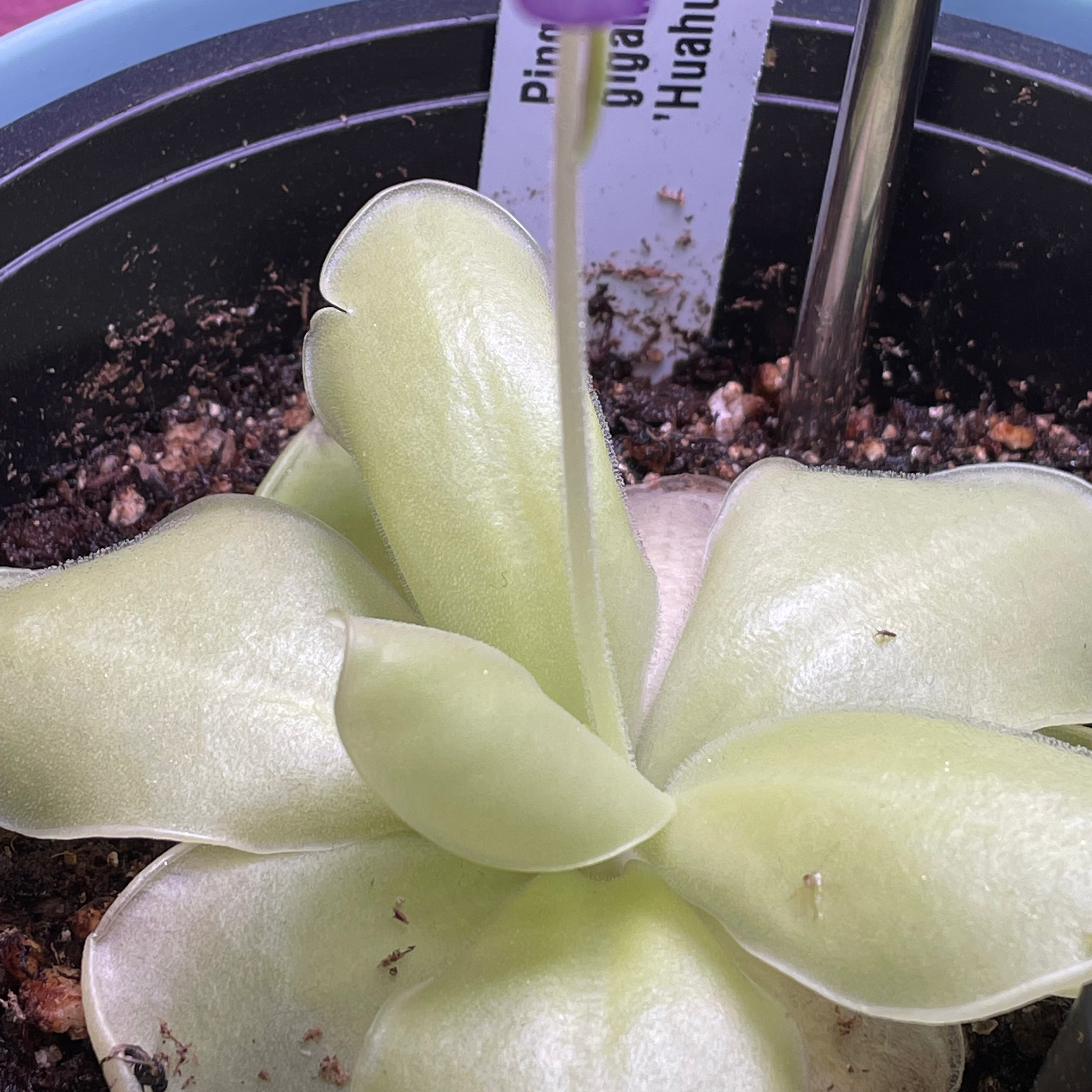 Photo of the plant species Mexican Butterwort by @XxBunnyxX named Narakaloka on Greg, the plant care app
