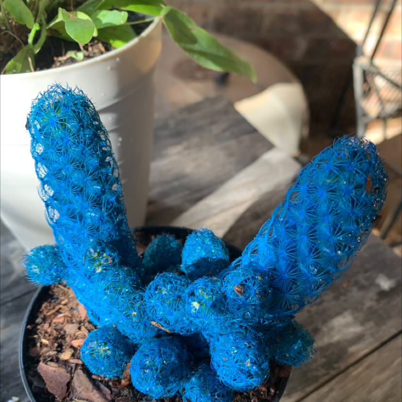 Thimble Cactus with blue coloration in a pot, soil visible.