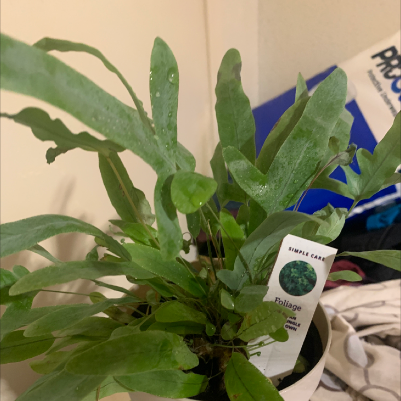 Blue Star Fern plant photo by @GeminiMoon named Polly on Greg, the plant care app.