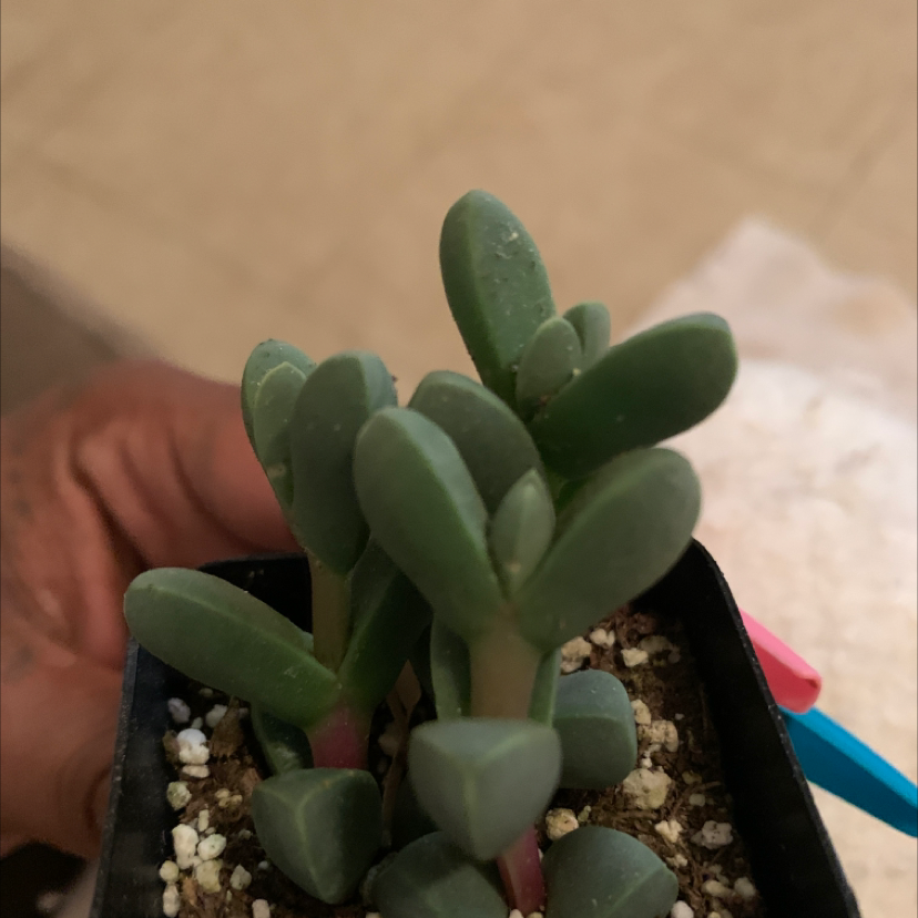 Healthy Astridia velutina succulent with visible soil and no signs of disease.