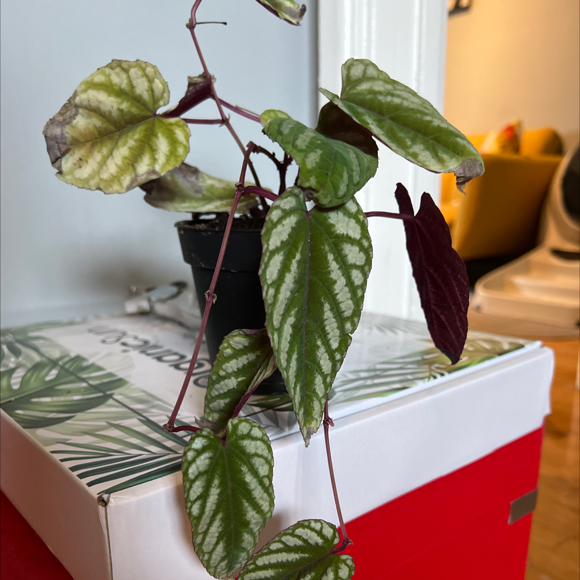 Rex Begonia Vine plant with patterned leaves, potted and placed on a box indoors.