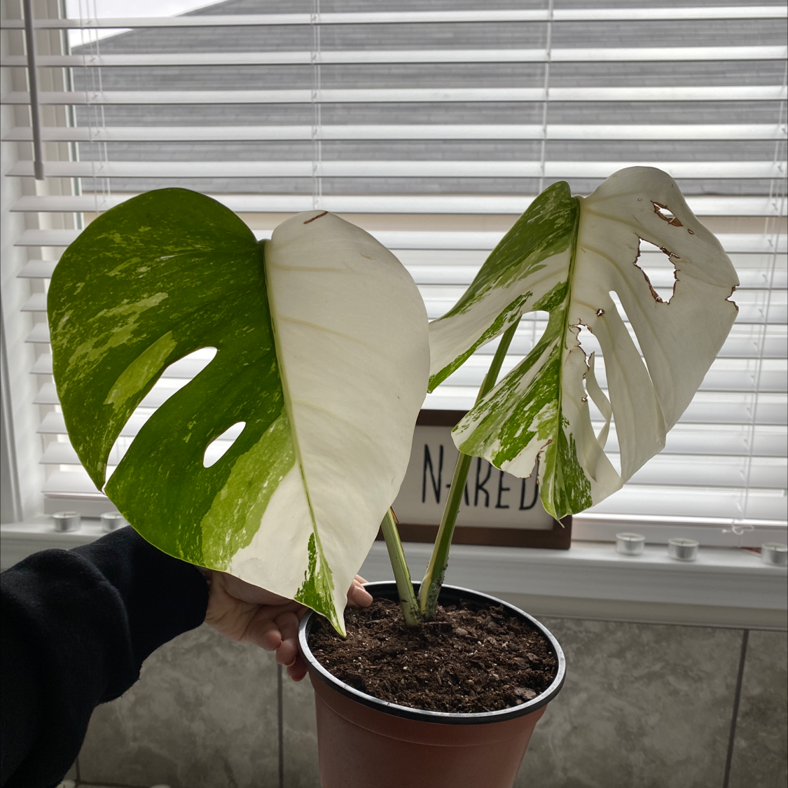 Variegated Monstera plant with large, split leaves and visible variegation. Some leaf damage present.