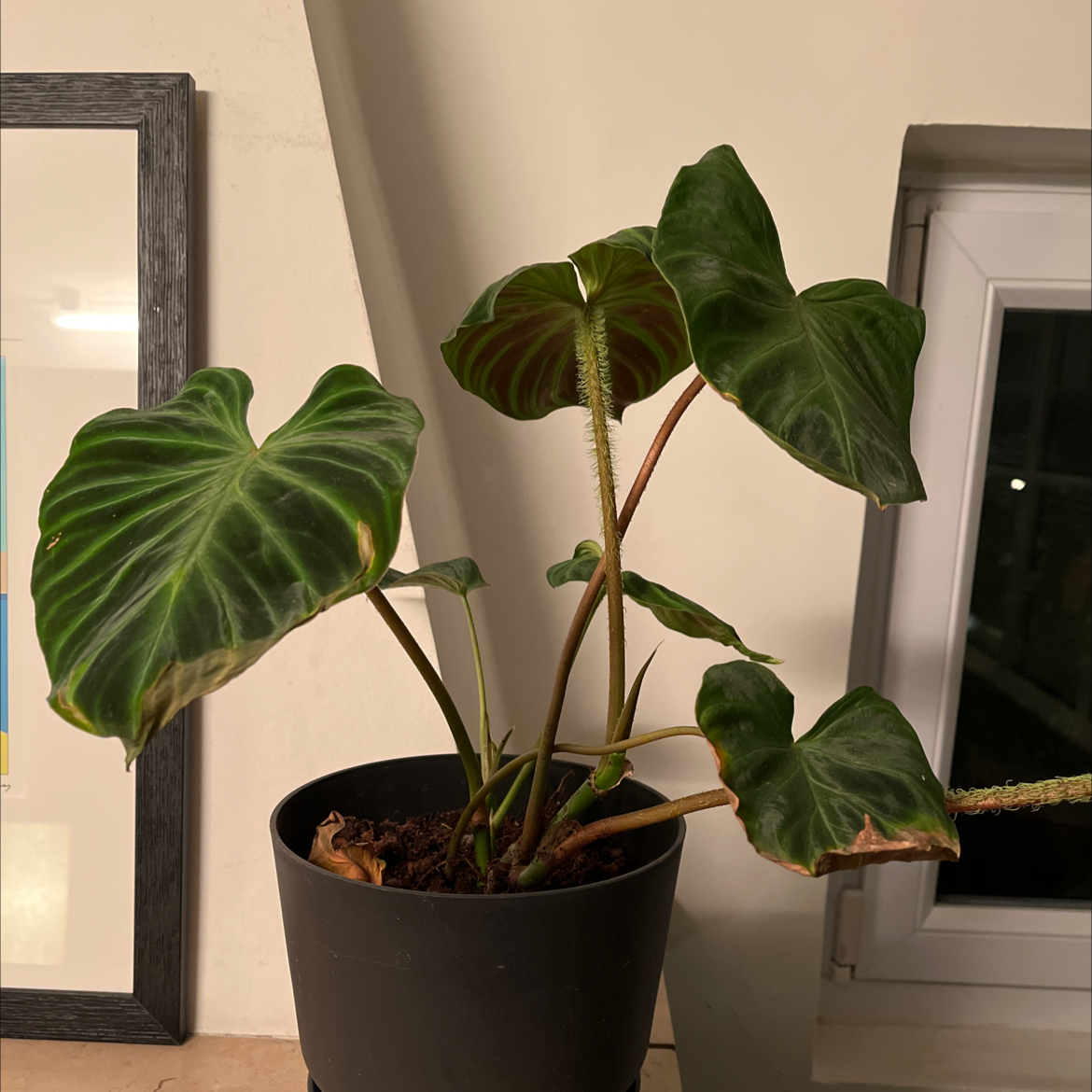 Potted Ecuador Philodendron with large green leaves, some browning at edges, indoors near a window.