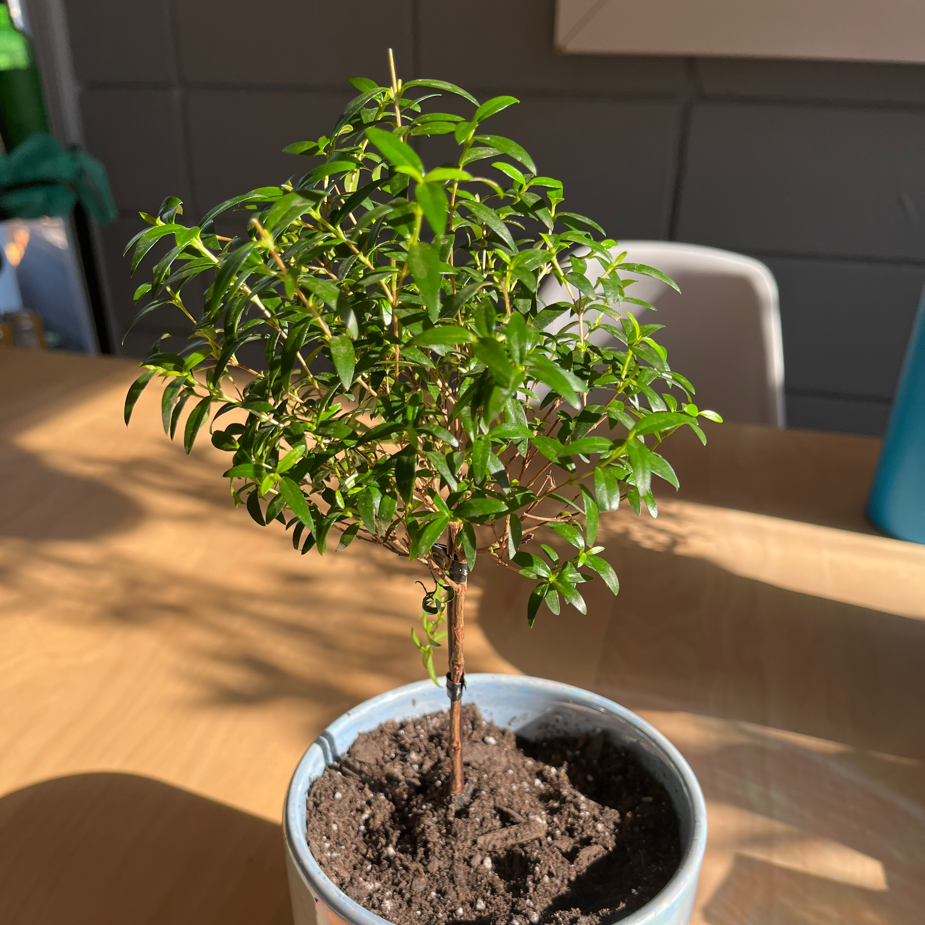 Potted Common Myrtle plant with green leaves, healthy appearance.