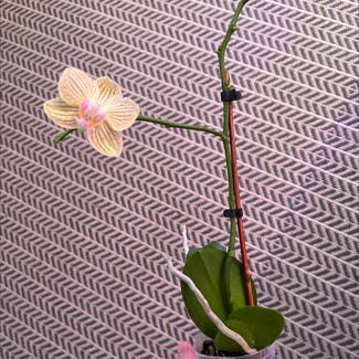 Phalaenopsis Orchid plant in Cambridge, Massachusetts