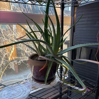 Aloe vera plant in Cambridge, Massachusetts