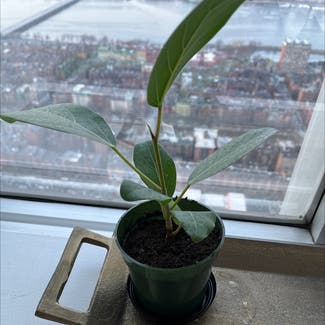 Audrey Ficus plant in Cambridge, Massachusetts
