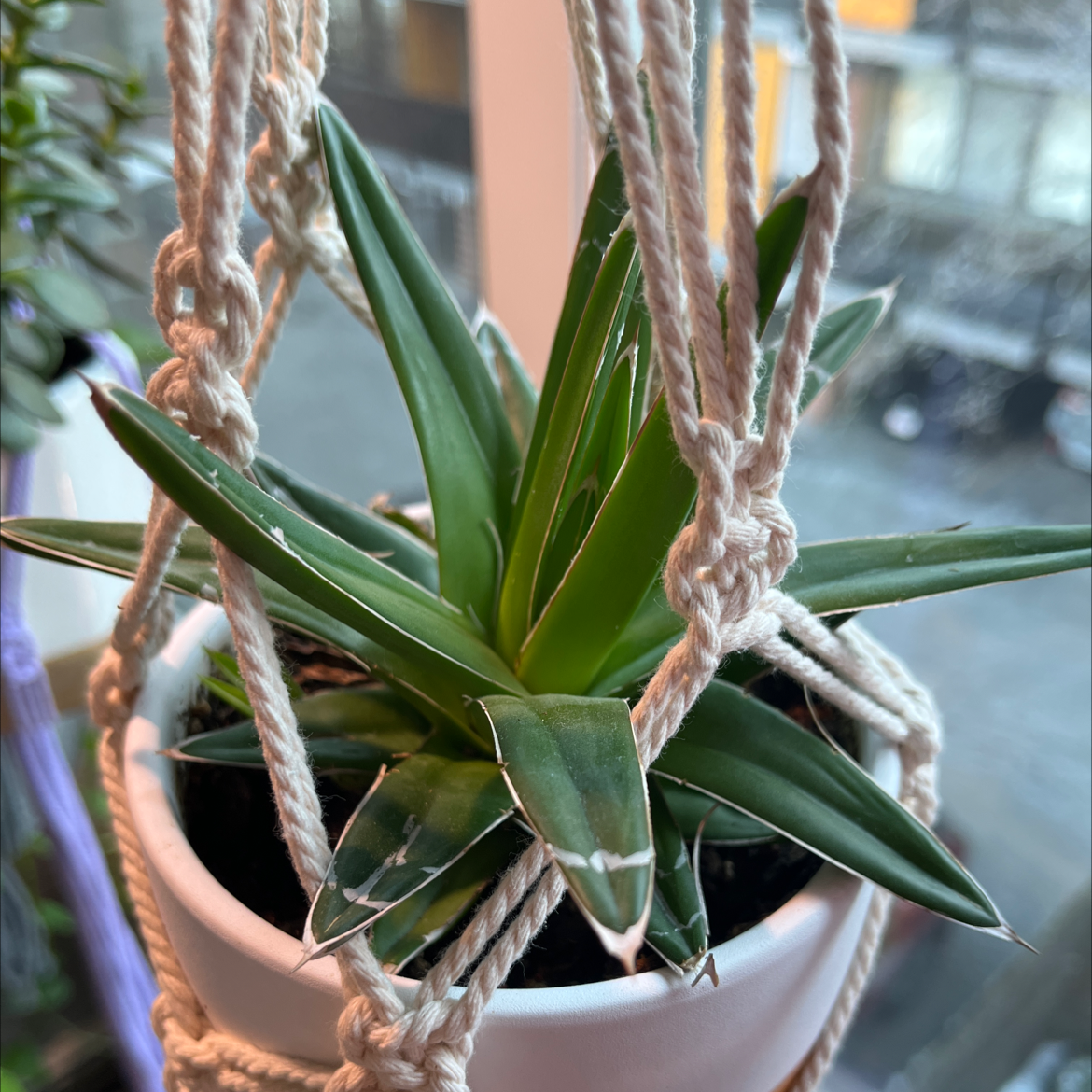 Queen Victoria Agave plant in a hanging pot with vibrant green leaves.