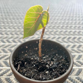 Petiolate Fig plant in Cambridge, Massachusetts