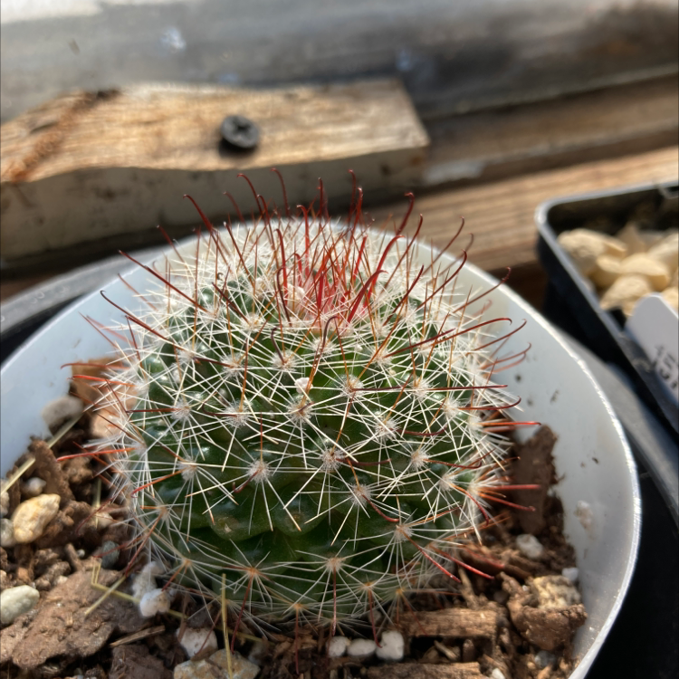 Mammillaria Melanocentra cactus in a pot with visible spines and healthy appearance.