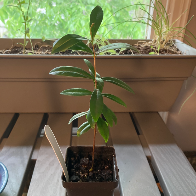 Photo of the plant species Savanna Cherry by @SubAlp named (Eugenia i.) Caly on Greg, the plant care app