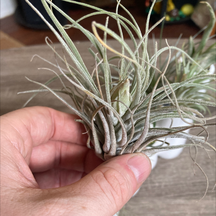 Aeranthos Air Plant being held by a hand, appears healthy with green leaves.