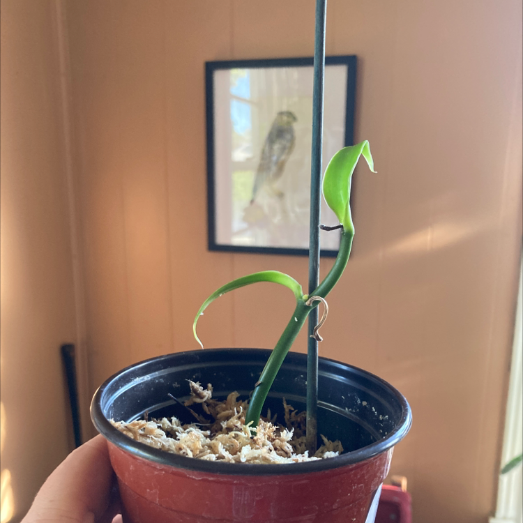 Flat Leafed Vanilla plant in a small pot, held by a hand, with visible soil.