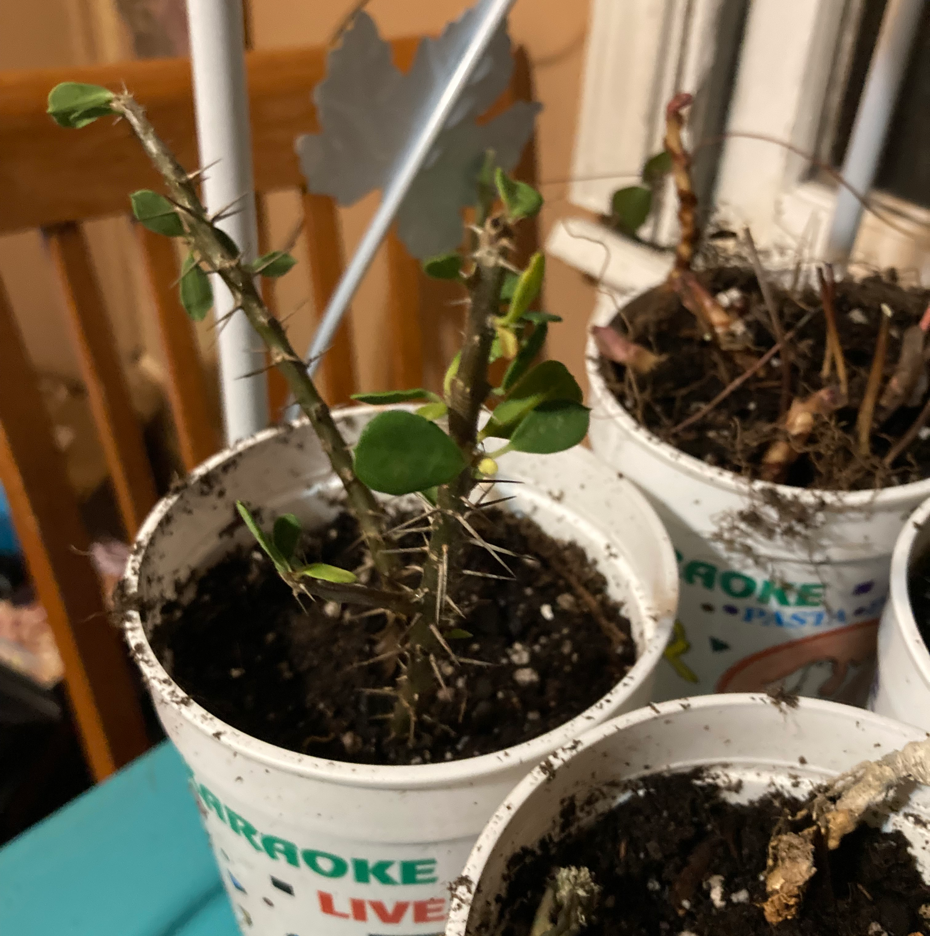 (Euphorbia avas.) Zaboomafoo