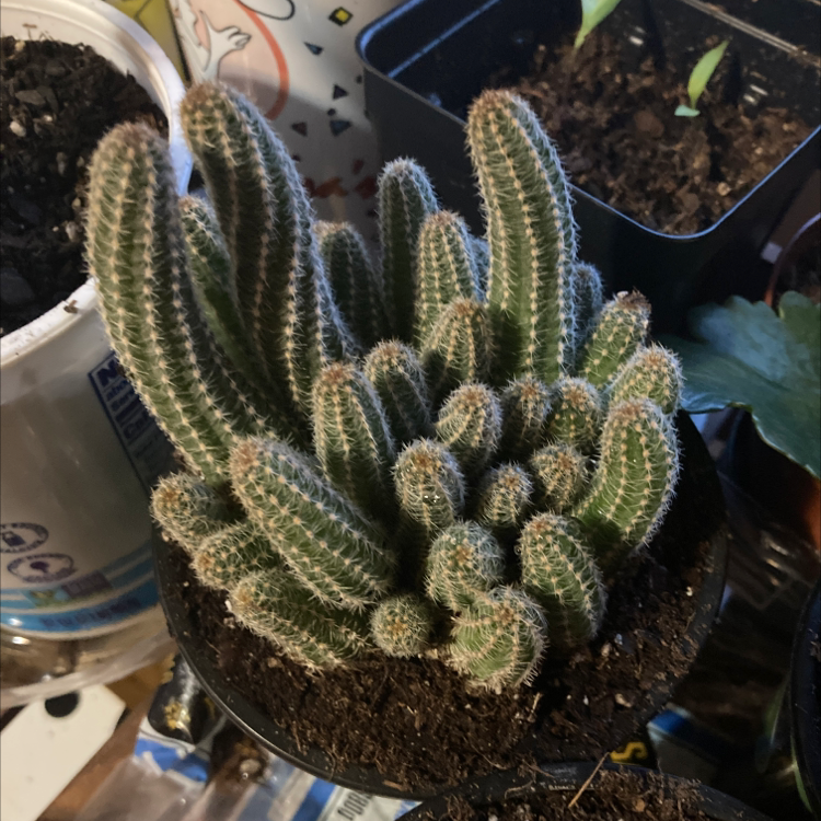 (Echinopsis cham.) Linus