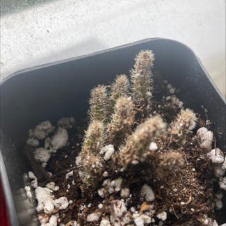 Rat Tail Cactus plant in Somewhere on Earth