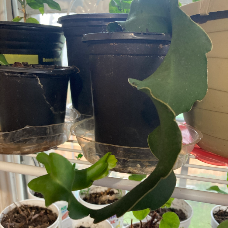 Curly Locks Orchid Cactus with curly green leaves in a black pot on a shelf with other plants.