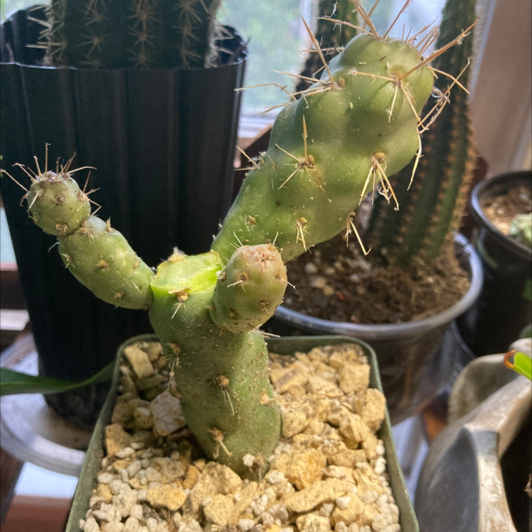 (Cylindrop. im.) Hydra