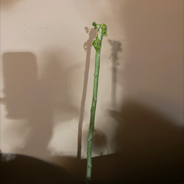 A young or pruned papaya plant with a tall green stem and minimal foliage.