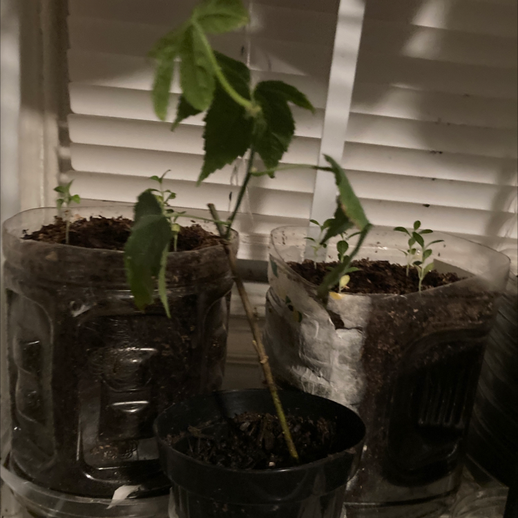 (Abutilon spp.) Little Buti
