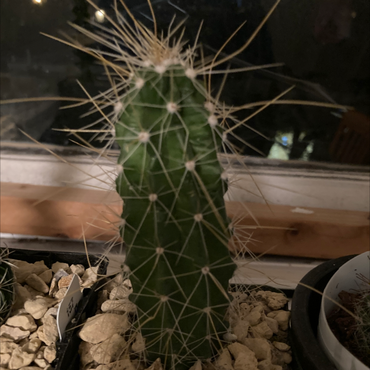 Photo of the plant species Huasteca Canyon Claret Cup Cactus by @SubAlp named (Echinocereus a.) Arizno on Greg, the plant care app